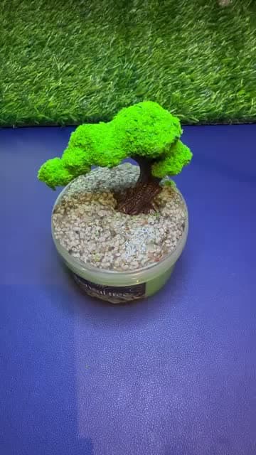 Bonsai Tree